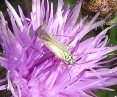 Oncotylus viridiflavus