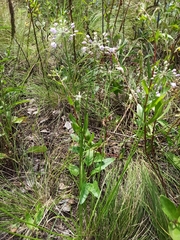 Allium rubens