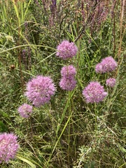 Allium lineare