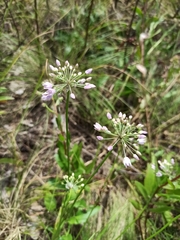 Allium rubens
