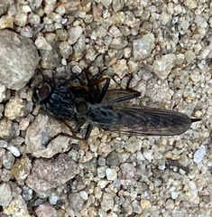 Neomochtherus geniculatus