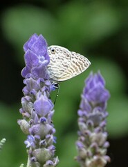 Leptotes marina