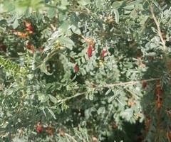 Caragana arborescens