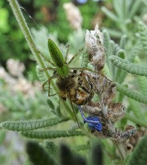 Peucetia longipalpis