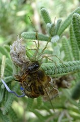 Peucetia longipalpis