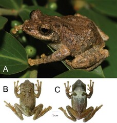 Kurixalus inexpectatus