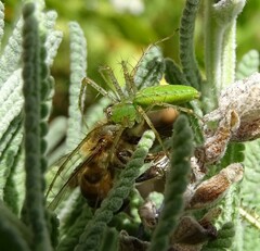 Peucetia longipalpis