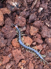 Cormocephalus hartmeyeri