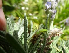 Peucetia longipalpis