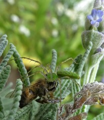 Peucetia longipalpis