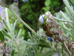 Peucetia longipalpis