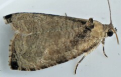 Olethreutes exoletum