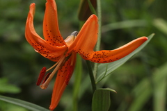 Lilium davidii