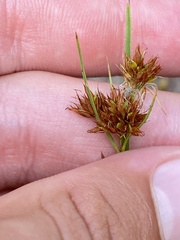 Rhynchospora fascicularis