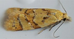 Phtheochroa vitellinana