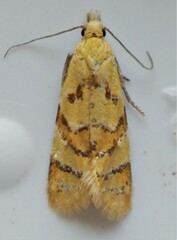 Phtheochroa vitellinana
