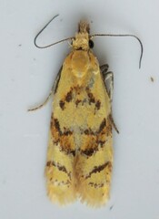 Phtheochroa vitellinana