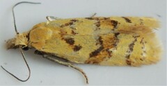 Phtheochroa vitellinana
