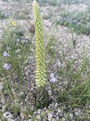 Orostachys