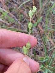 Ludwigia virgata