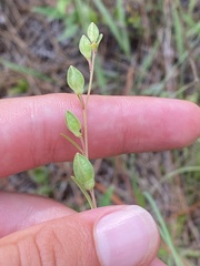 Ludwigia virgata