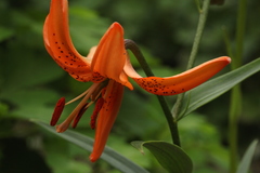 Lilium davidii
