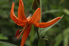 Lilium davidii