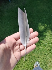 Columba palumbus