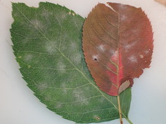 Podosphaera amelanchieris