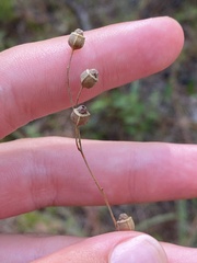 Ludwigia virgata