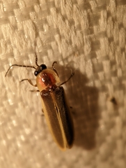 Photinus ardens