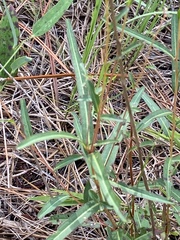 Ludwigia virgata