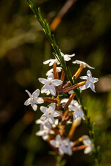Lysinema