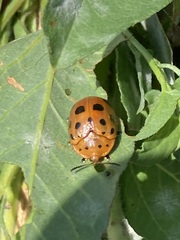 Chelymorpha cassidea