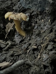 Cantharellus appalachiensis