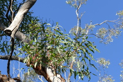 Eucalyptus chloroclada