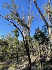 Eucalyptus chloroclada