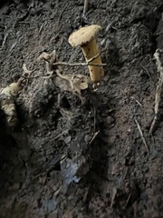 Cantharellus appalachiensis