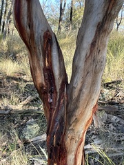 Eucalyptus chloroclada