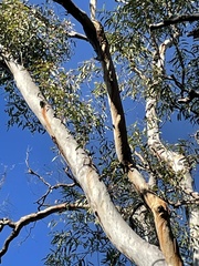 Eucalyptus chloroclada