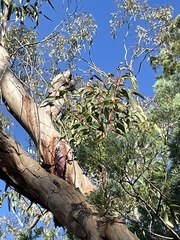 Eucalyptus chloroclada