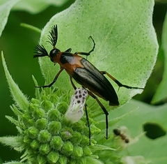 Macrosiagon limbata