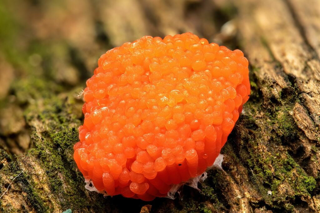 Red raspberry slime mold from cabin john regional park potomac md