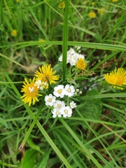 Achillea salicifolia