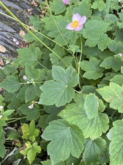 Eriocapitella hupehensis