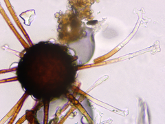 Podosphaera amelanchieris