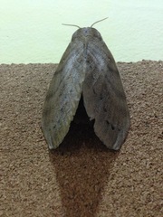 Dendrolimus kikuchii