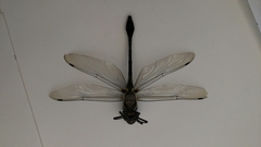 Macromia