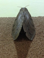 Dendrolimus kikuchii