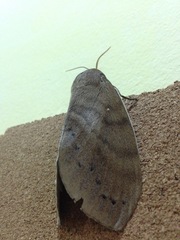 Dendrolimus kikuchii